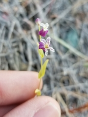 Streptanthus glandulosus secundus