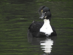 Anas platyrhynchos domesticus