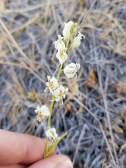 Streptanthus glandulosus secundus