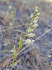 Streptanthus glandulosus secundus