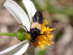 Macrosiagon flavipennis