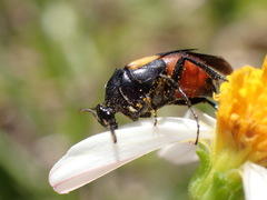 Macrosiagon flavipennis