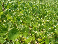Hydrocotyle prolifera
