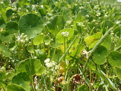 Hydrocotyle prolifera