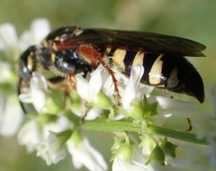 Myzinum carolinianum