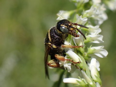 Myzinum carolinianum