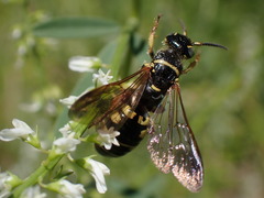 Myzinum carolinianum