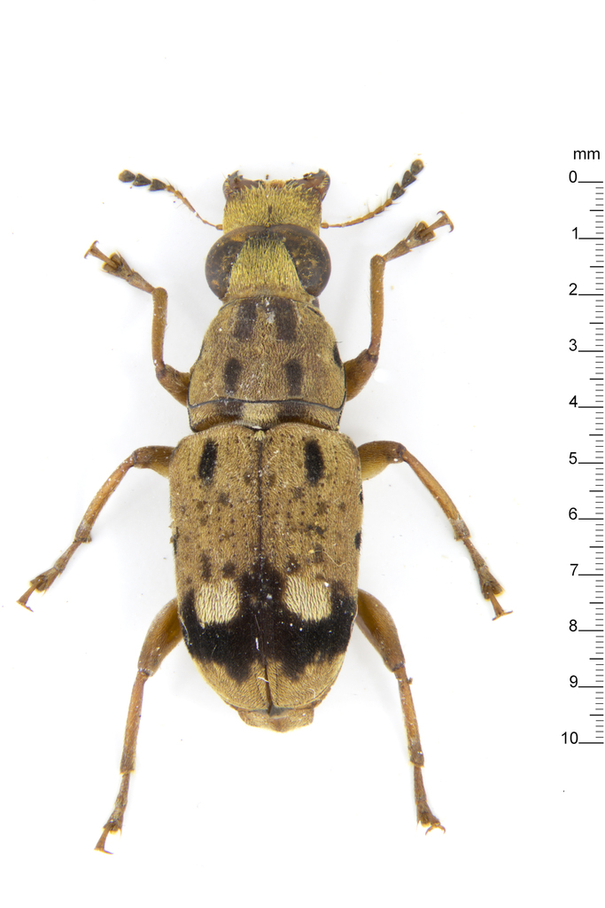 Anthribinae