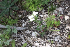 Clausia agideliensis