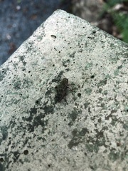 Spectralia gracilipes