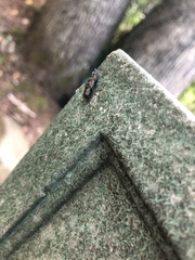 Spectralia gracilipes