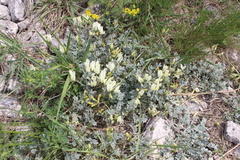 Astragalus permiensis