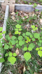 Rubus phoenicolasius