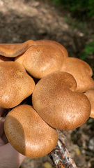 Gymnopilus fulvosquamulosus
