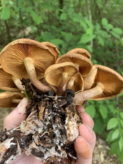 Gymnopilus fulvosquamulosus