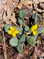Viola purpurea
