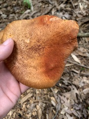Gymnopilus fulvosquamulosus