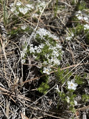 Phlox hoodii canescens