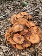 Gymnopilus fulvosquamulosus