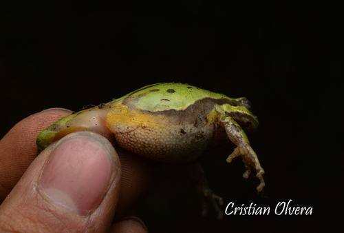 Southern Highland Tree Frog