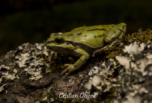Southern Highland Tree Frog