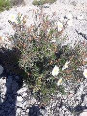 Cistus clusii
