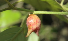 Amphibolips acuminata