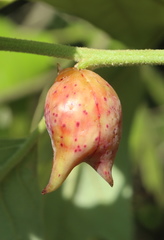 Amphibolips acuminata