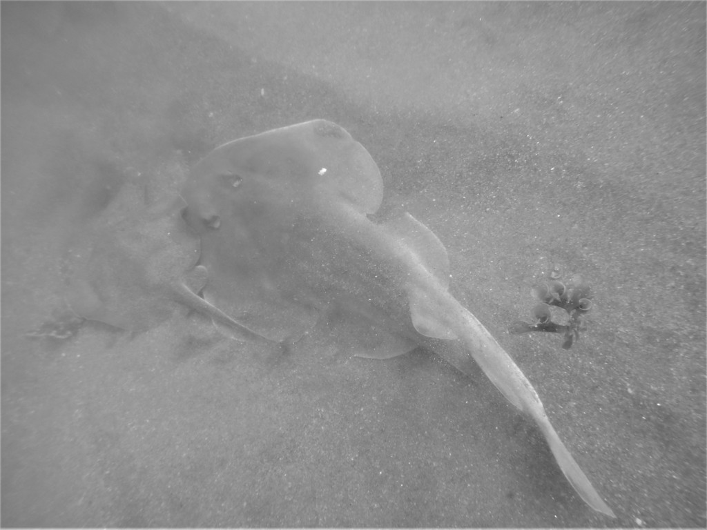 Cortez electric ray (Narcine entemedor) — Narcinidae