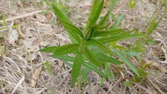 Veronicastrum virginicum
