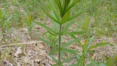Veronicastrum virginicum