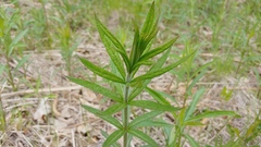 Veronicastrum virginicum