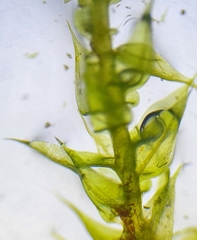 Cratoneuron filicinum