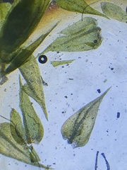 Cratoneuron filicinum