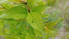 Eriophyes emarginatae