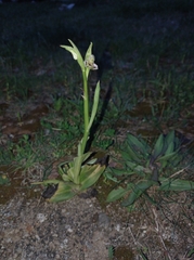 Ophrys apifera