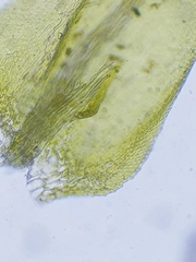 Cratoneuron filicinum