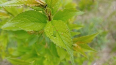 Eriophyes emarginatae