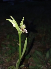 Ophrys apifera
