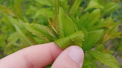 Eriophyes emarginatae