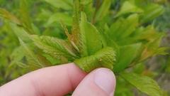 Eriophyes emarginatae