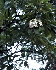 Plumeria rubra