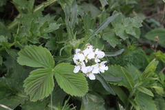 Clausia agideliensis