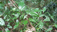 Smilacaceae