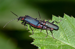 Chauliognathus magellanicus