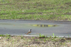 Phoenicurus phoenicurus