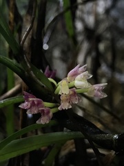 Maxillaria aggregata