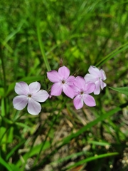 Phlox pilosa pilosa
