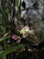 Maxillaria aggregata