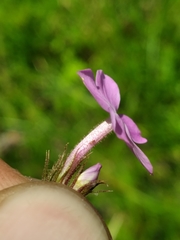 Phlox pilosa pilosa